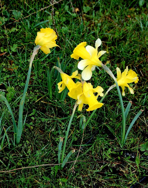 Narcissus bujei